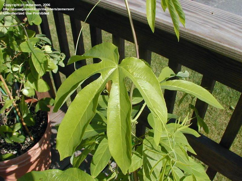 پسیفلورا سراتو- گل عشق